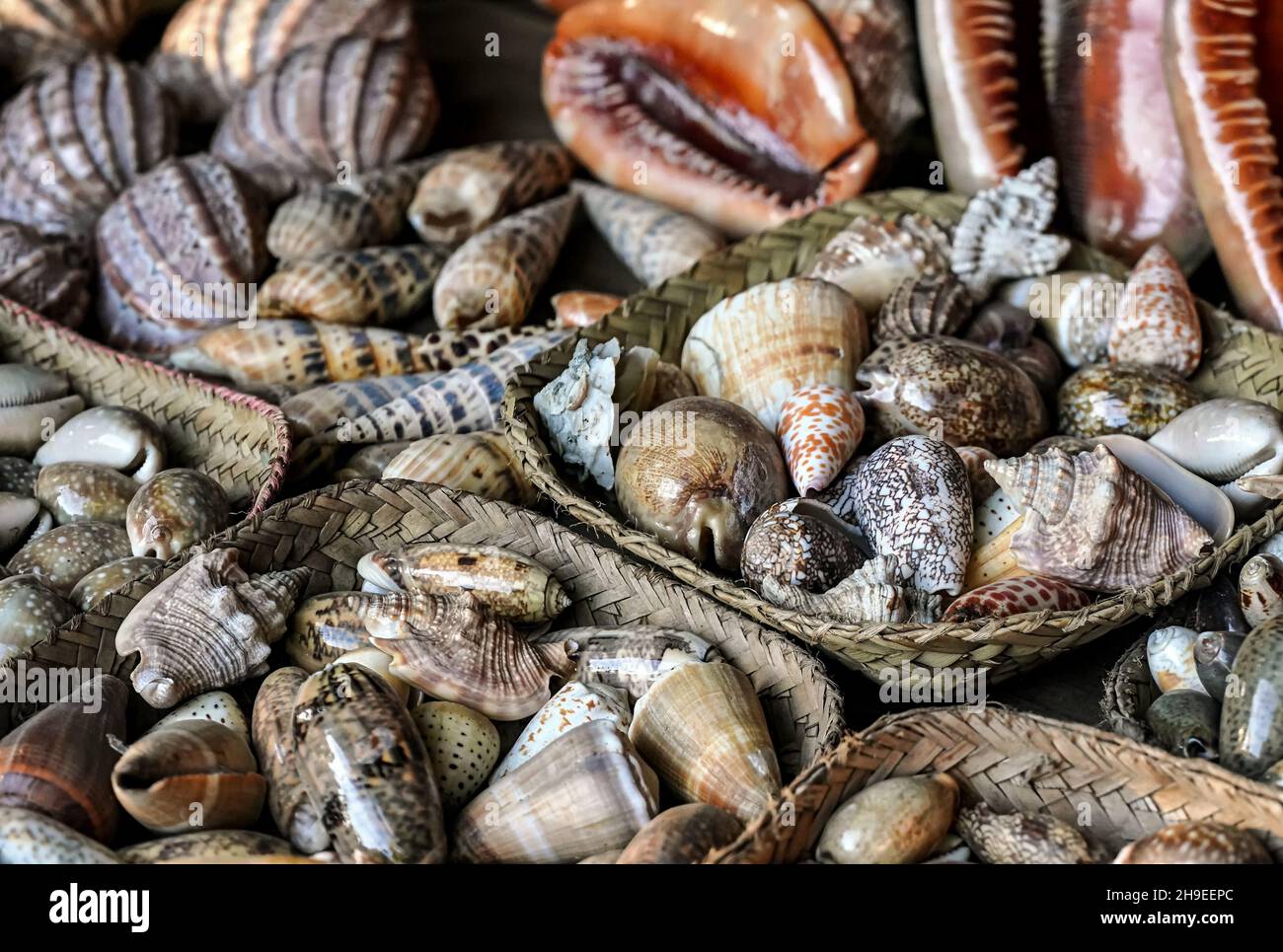 Varie conchiglie di mare lucidate in mostra al mercato di souvenir di strada Foto Stock