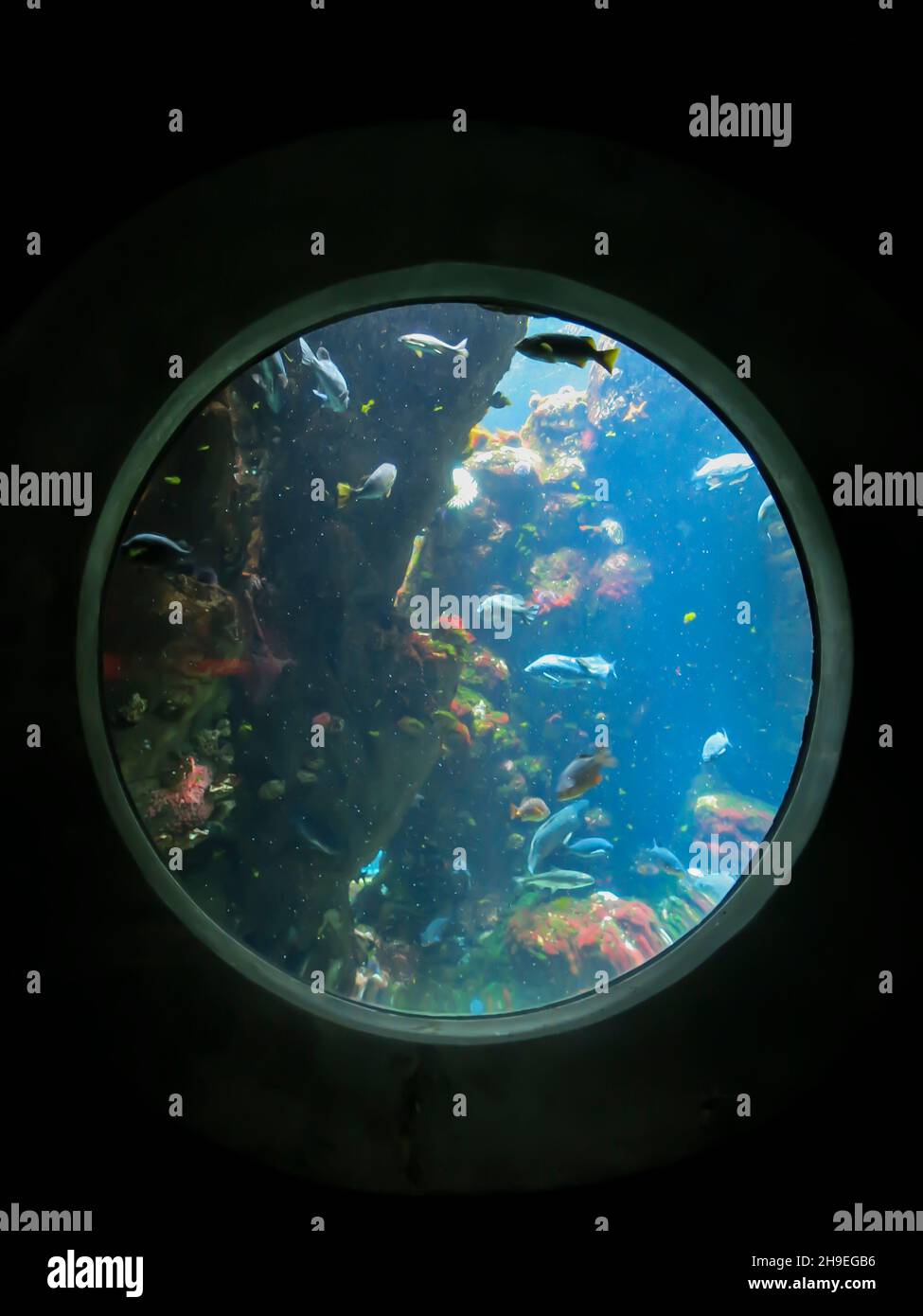 Entra nel Sea Life presso lo Steinhart Aquarium, California Academy of Sciences, San Francisco Foto Stock