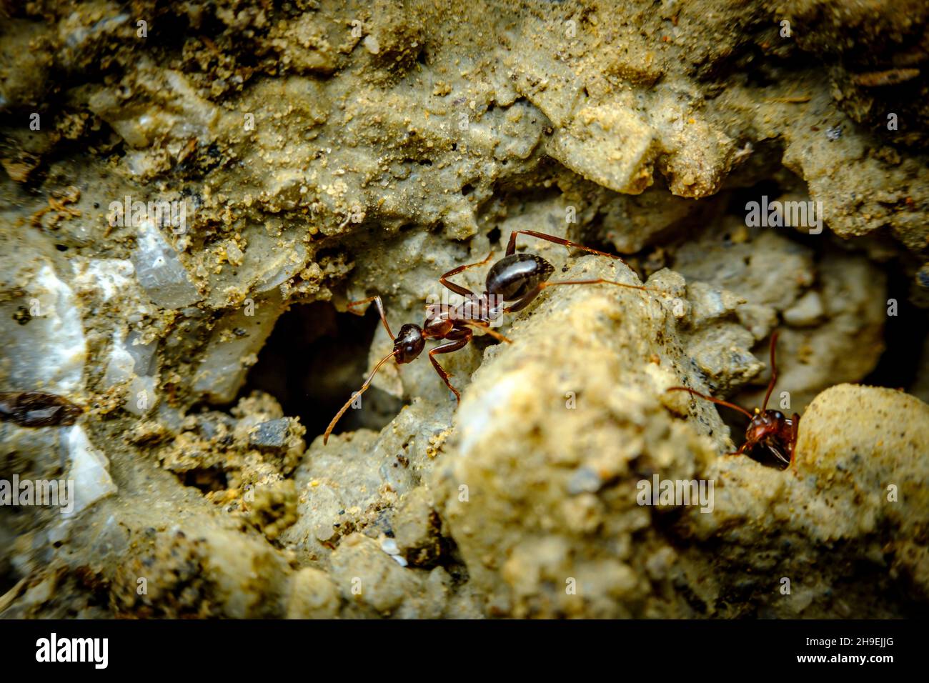 Sezione trasversale formiche rosse antracite fatte in cemento Foto Stock