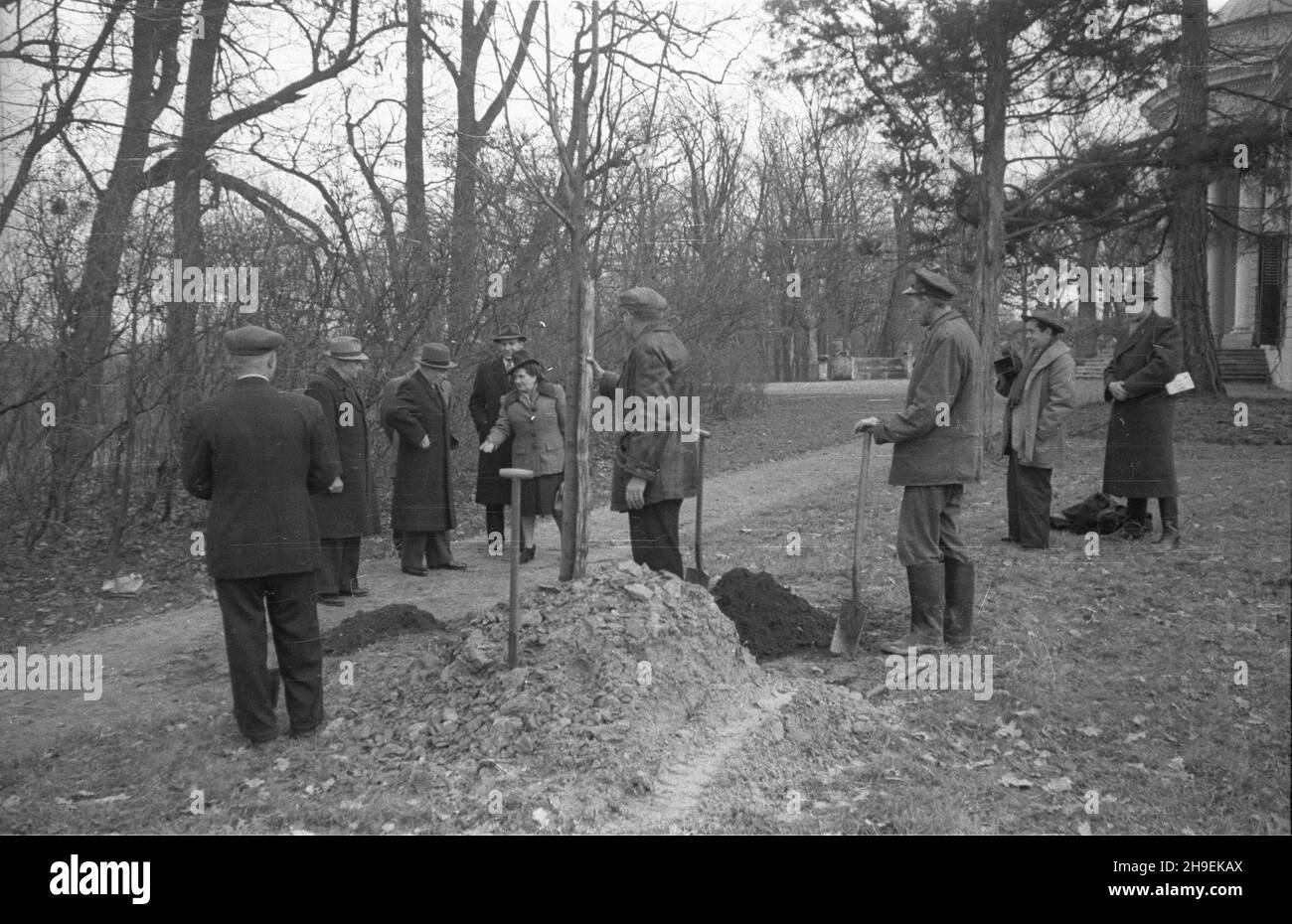 Warszawa, 1947-11. Prezydent Boles³aw Bierut bierze udzia³ w spo³ecznej akcji jesiennego sadzenia drzew w Parku Natoliñskim. NZ. Boles³aw Bierut (3L), szef kancelarii prezydenta Kazimierz Mijal (4L) i sekretarka prezydenta Wanda Górska (5L). Z prawej ekipa Polskiej Kroniki Filmowej: W³adys³aw Forbert (z kamer¹) i Mieczys³aw Wiesio³ek (P). W tle wschodnia elewacja klasycznego pa³acu Potockich. po/mgs PAP Dok³adny dzieñ wydarzenia nieustalony. Varsavia, novembre 1947. Il Presidente Boleslaw Bierut partecipa all'azione sociale autunnale della piantagione di alberi nel Parco Natolinski. In figura: Boles Foto Stock