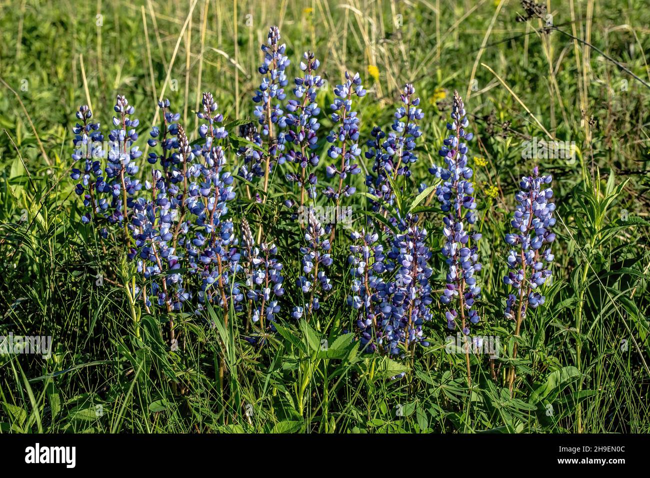 Lupini che crescono selvaggi in un campo in primavera vicino Osceola, Wisconsin USA. Foto Stock