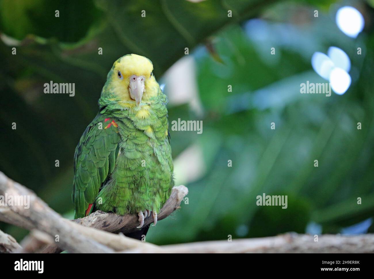 amazzonia a testa gialla Foto Stock