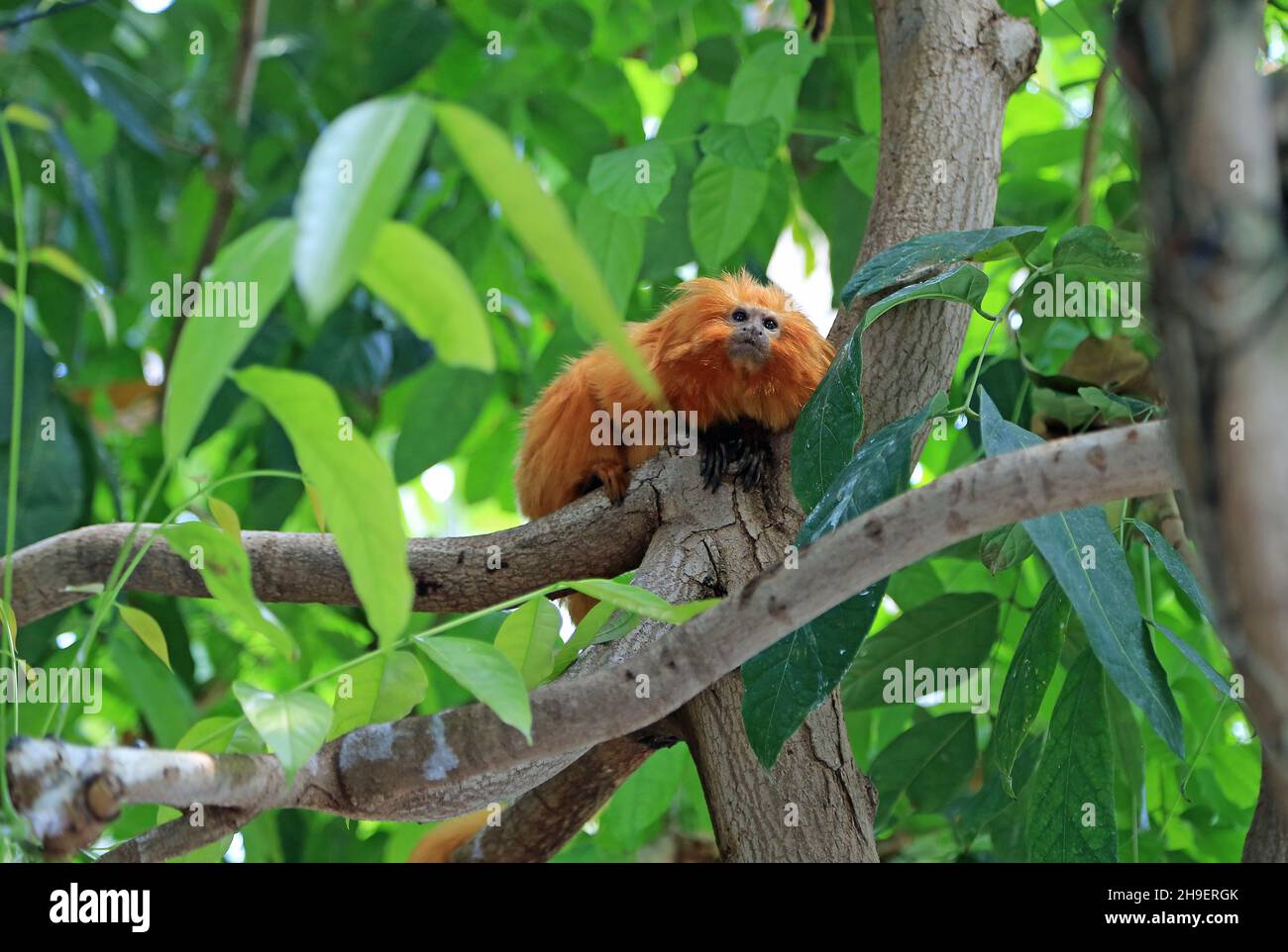 Tamarin leone dorato sull'albero Foto Stock