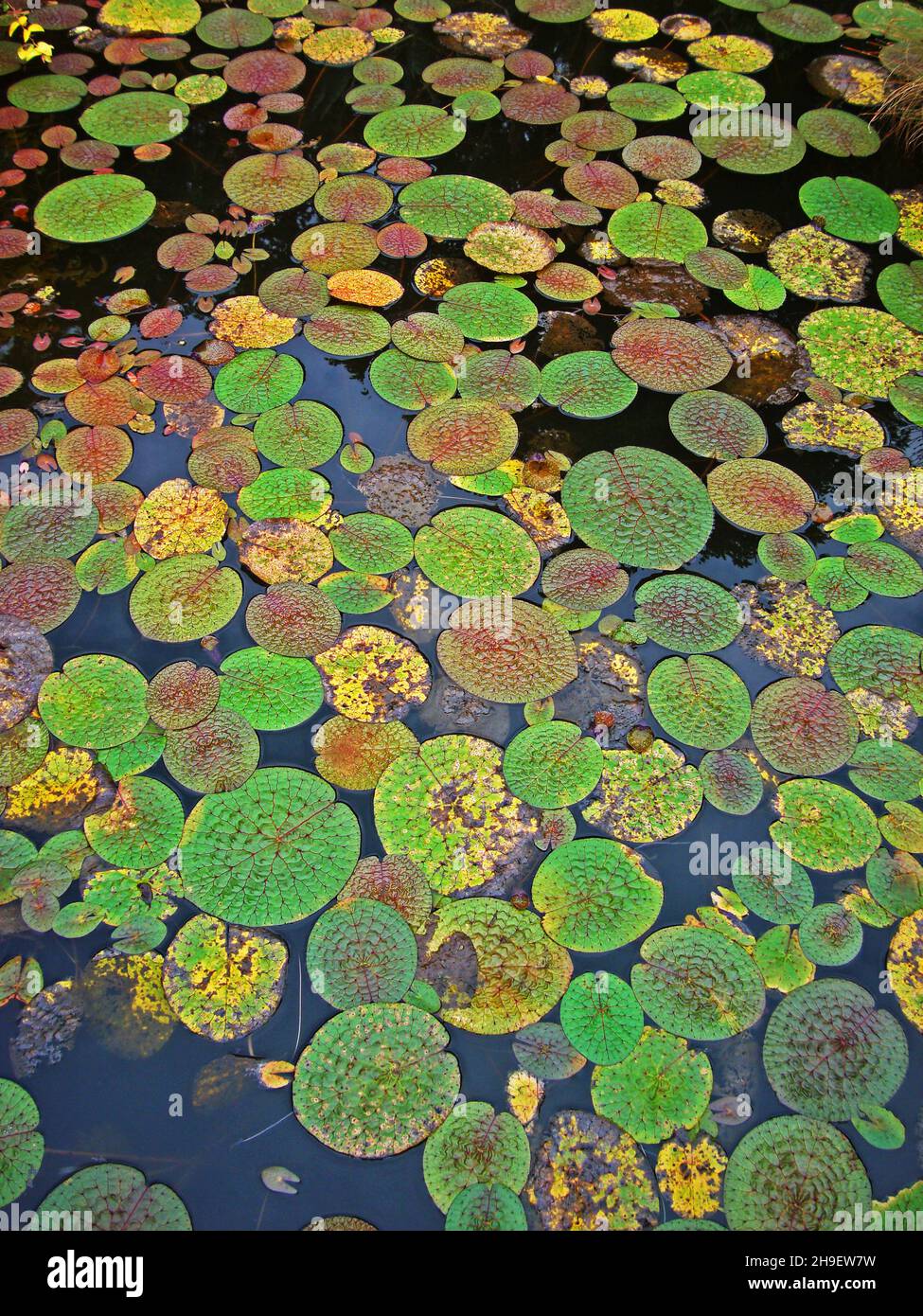 Piante acquatiche sul lago (Euryale ferox) Foto Stock