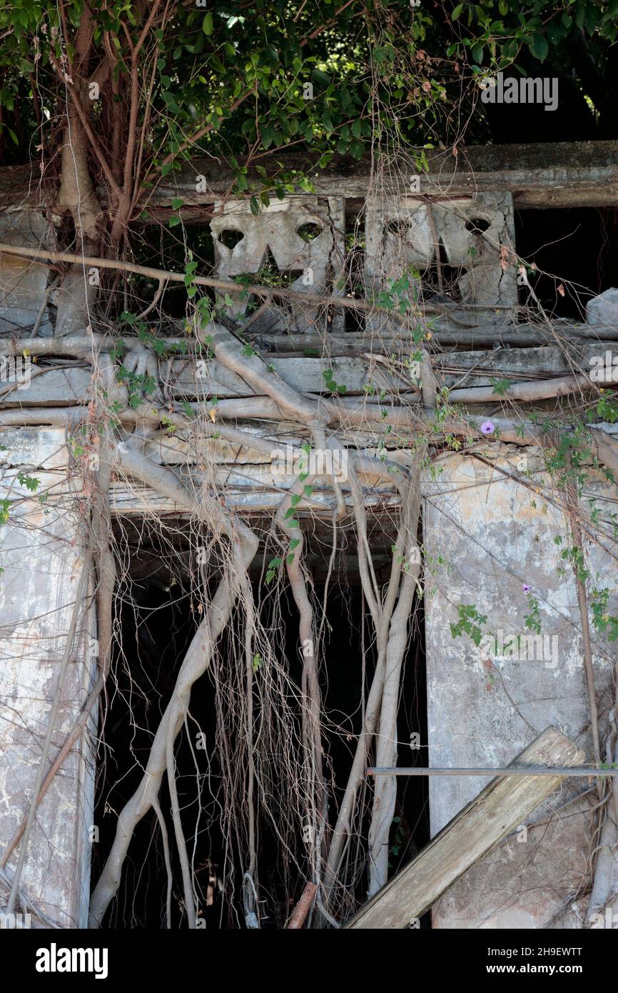 Le radici dell'albero di Fig sulla rovina di una casa di villaggio abbandonata, Kat o (Isola Crooked), MIRS Bay, Hong Kong nord-orientale 27 novembre 2021 Foto Stock