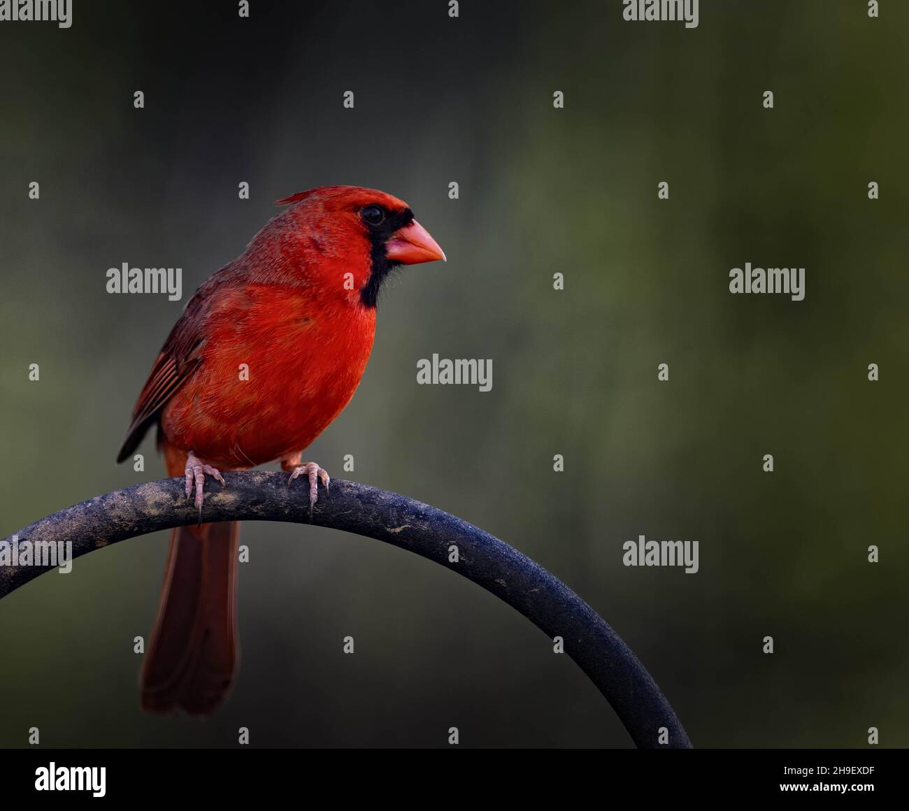 Primo piano di un uccello cardinale settentrionale Foto Stock