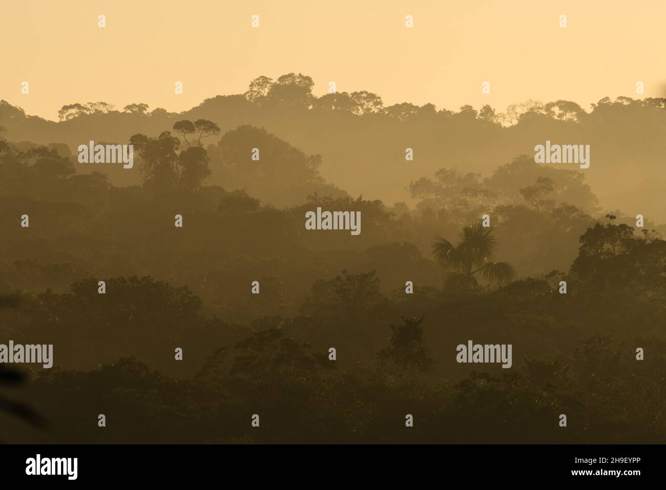Amazzonia baldacchino foresta pluviale a nord di Manaus, Brasile Foto Stock