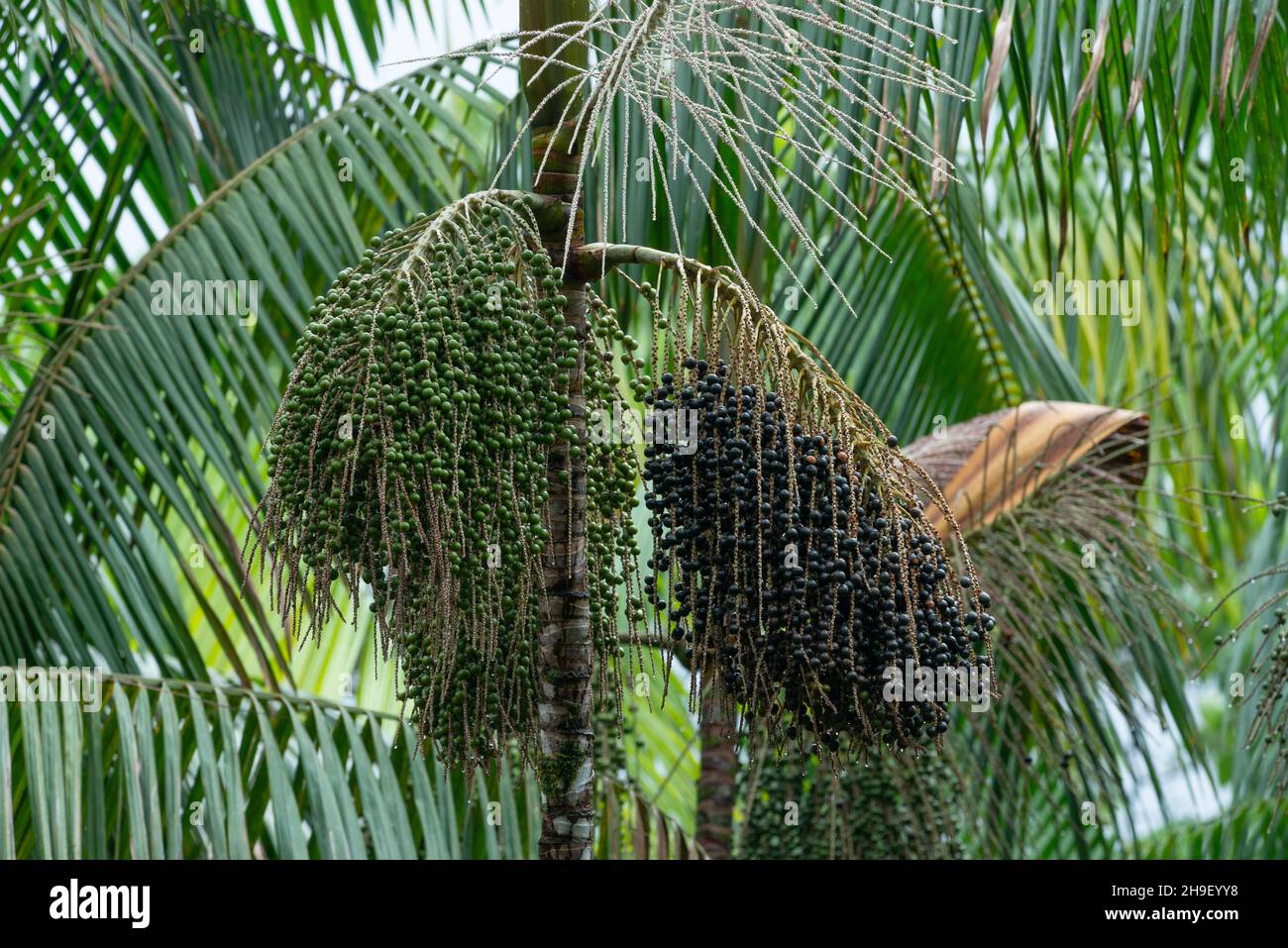 Palme di Aai carichi di bacche, dalla foresta pluviale Amazzonica del Brasile Foto Stock
