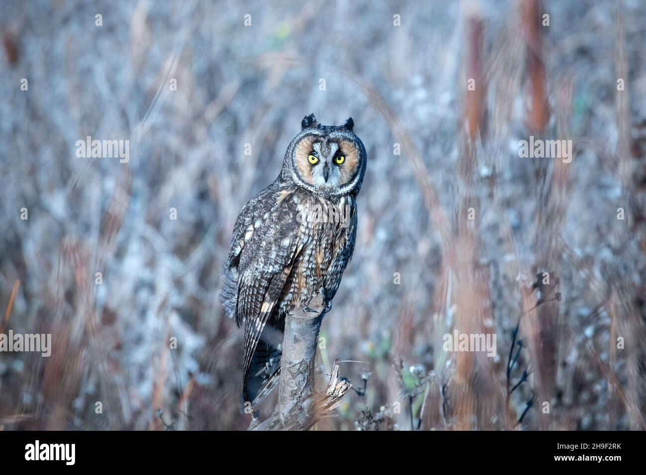 Gufo dell'orecchio lungo Foto Stock