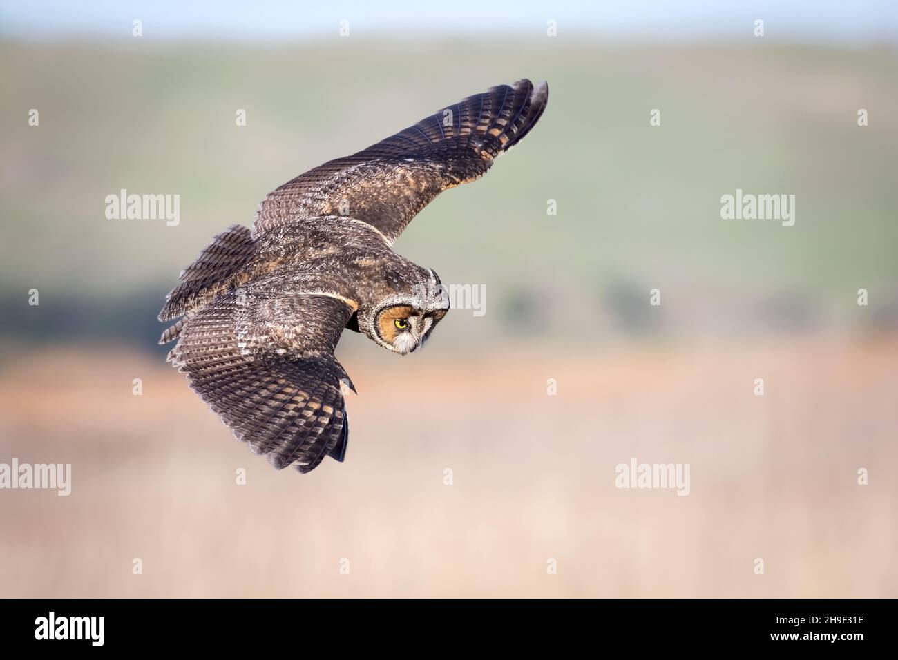 Gufo dell'orecchio lungo Foto Stock