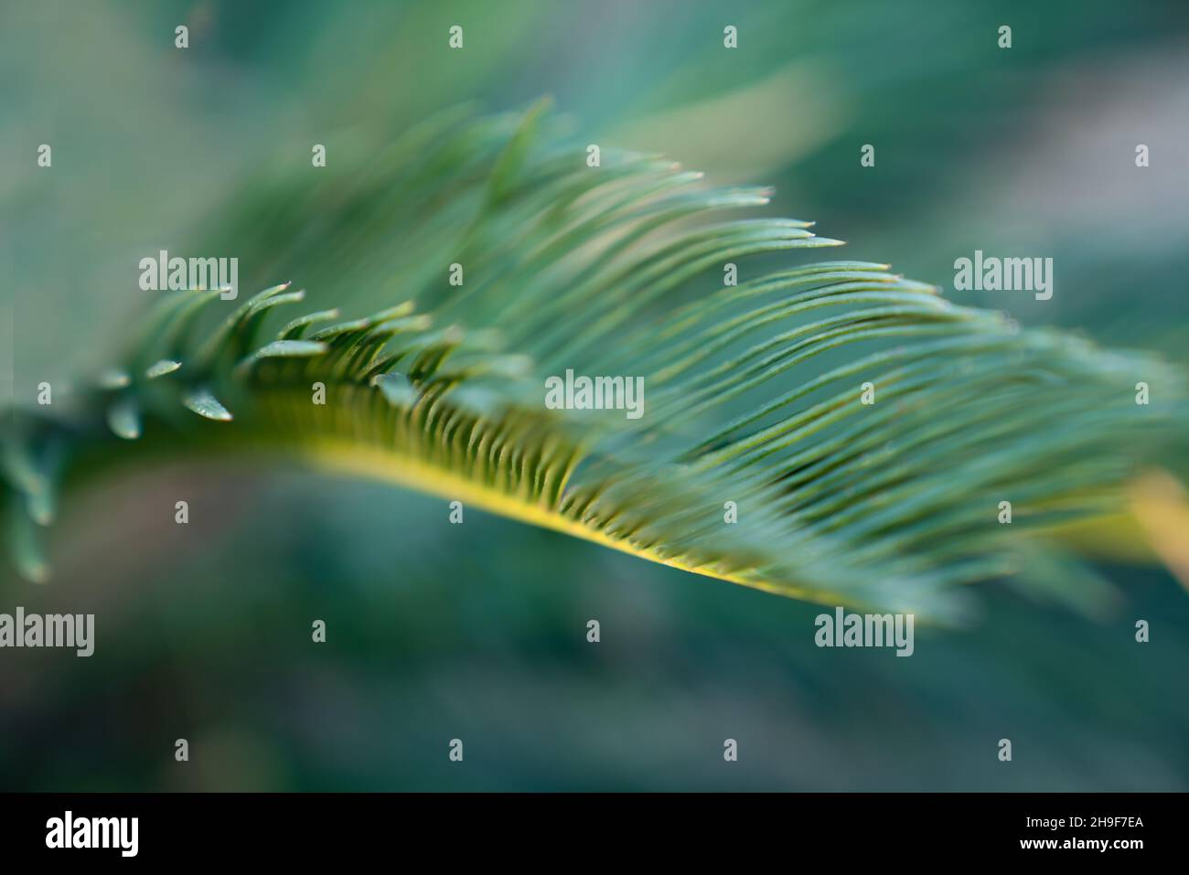 Sfondo sfocato di esotico verde foglia primo piano. Concetto di ecologia Foto Stock