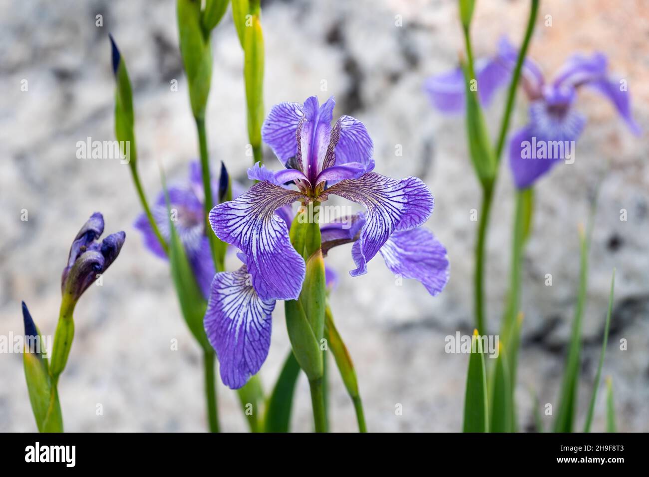 Harlequin Bandiera Blu (Iris versicolore, Iris versicolor) fotografata a Les Escouls (Quebec). Foto Stock