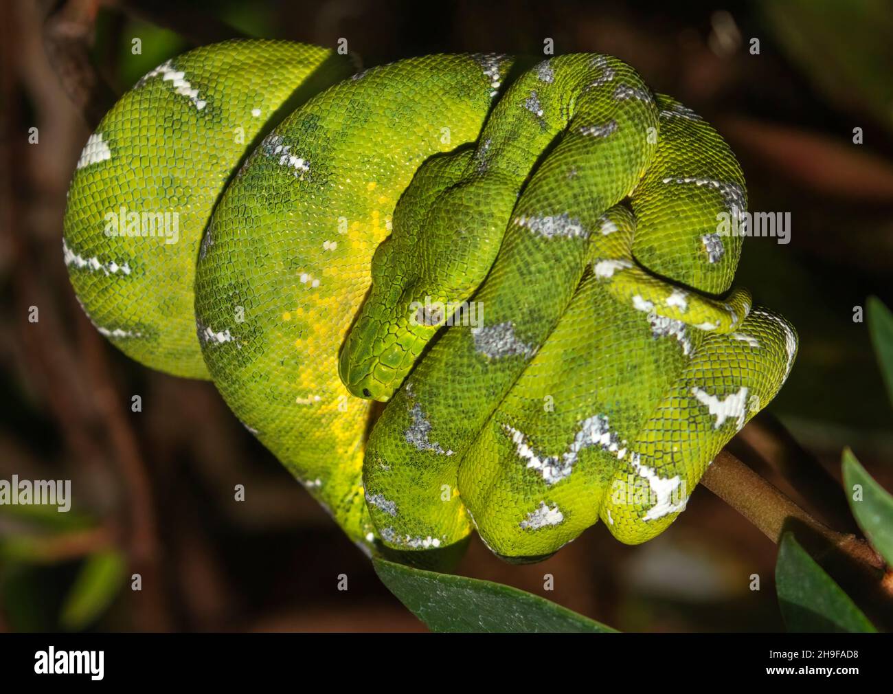 Smeraldo albero boa (Corallus caninus) da vicino Foto Stock