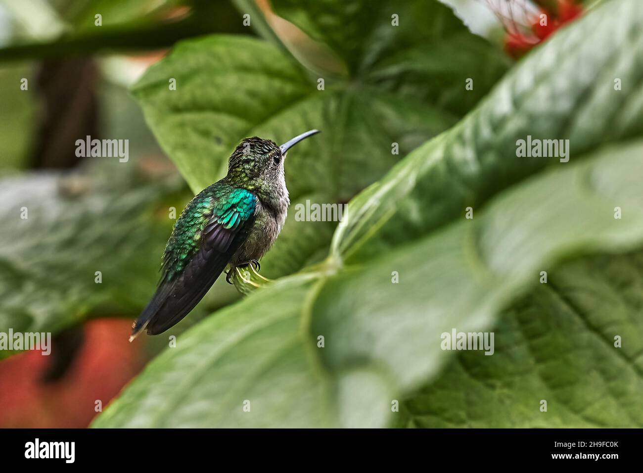 Colibri alimentazione da fiore in una foresta pluviale Foto Stock