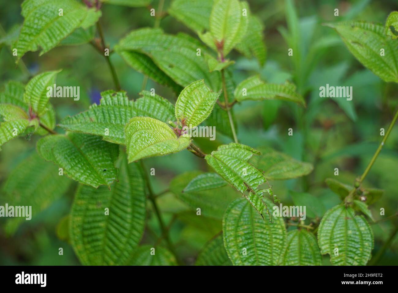 La maledizione di Koster (chiamata anche Clidemia hirta, Clidemia hirta, soapbush, clidemia, senduk bulu) con sfondo naturale. Foto Stock