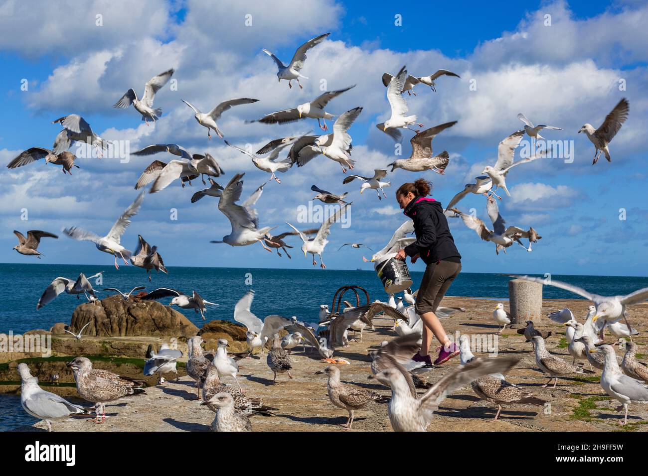 Nutrendo gabbiani a Bullock Harbour, County Dublin, Irlanda Foto Stock