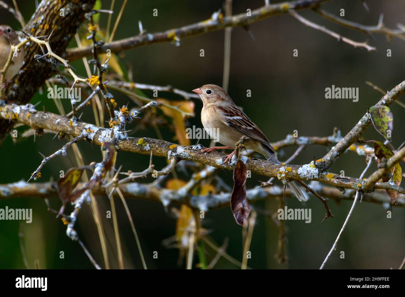 Campo Sparrow - Spizella pusilla - arroccato in albero con rami spinosi Foto Stock