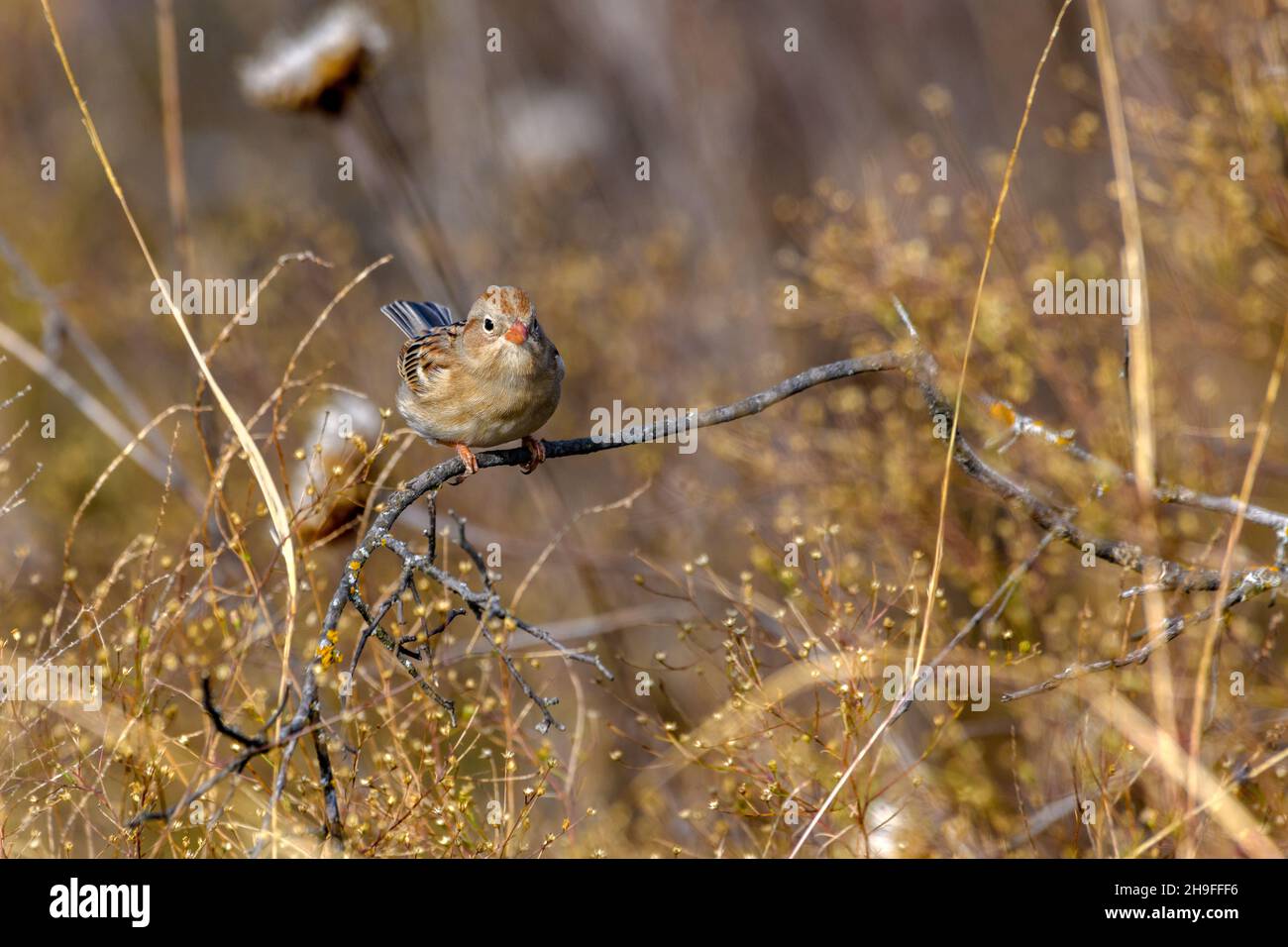 Campo Sparrow - Spizella pusilla - arroccato su ramoscello in erba alta e vegitazione Foto Stock