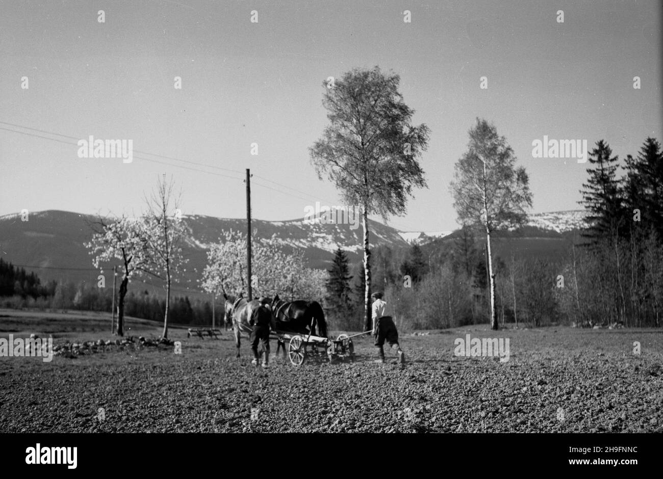 Bierutowice, 1948-03. Wiosenne prace polowe. W tle Œnie¿ka (C). wb PAP Dok³adny dzieñ wydarzenia nieustalony. Bierutowice, marzo 1948. Lavori primaverili sul campo. Sullo sfondo il monte Sniezka (al centro). wb PAP Foto Stock