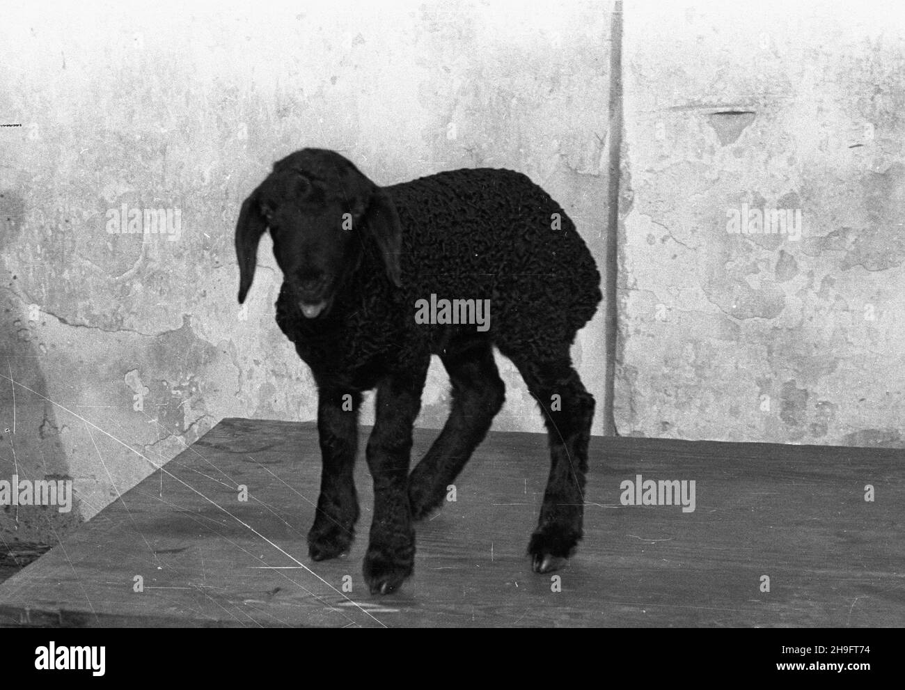 Agnello persiano immagini e fotografie stock ad alta risoluzione - Alamy