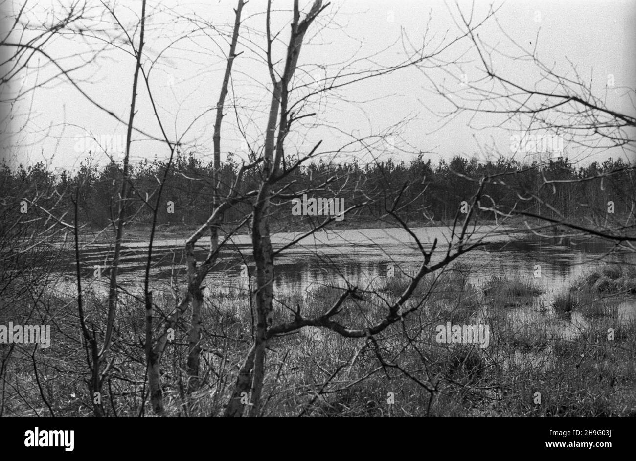 Polska, 1948-04. Krajobrazy mazowieckie - Nadleœnictwo Drewnica, Leœnictwo Struga. rd PAP Dok³adny dzieñ wydarzenia nieustalony. Polonia, aprile 1948. Mazowsze regione paesaggi - Drewnica Forestry Commission, Struga foresta regione. rd PAP Foto Stock