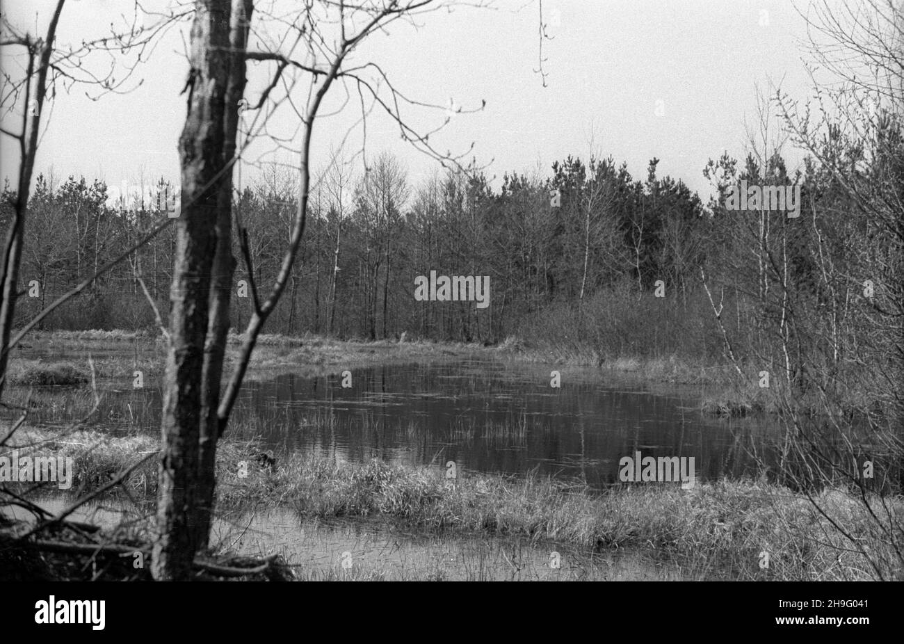 Polska, 1948-04. Krajobrazy mazowieckie - Nadleœnictwo Drewnica, Leœnictwo Struga. rd PAP Dok³adny dzieñ wydarzenia nieustalony. Polonia, aprile 1948. Mazowsze regione paesaggi - Drewnica Forestry Commission, Struga foresta regione. rd PAP Foto Stock