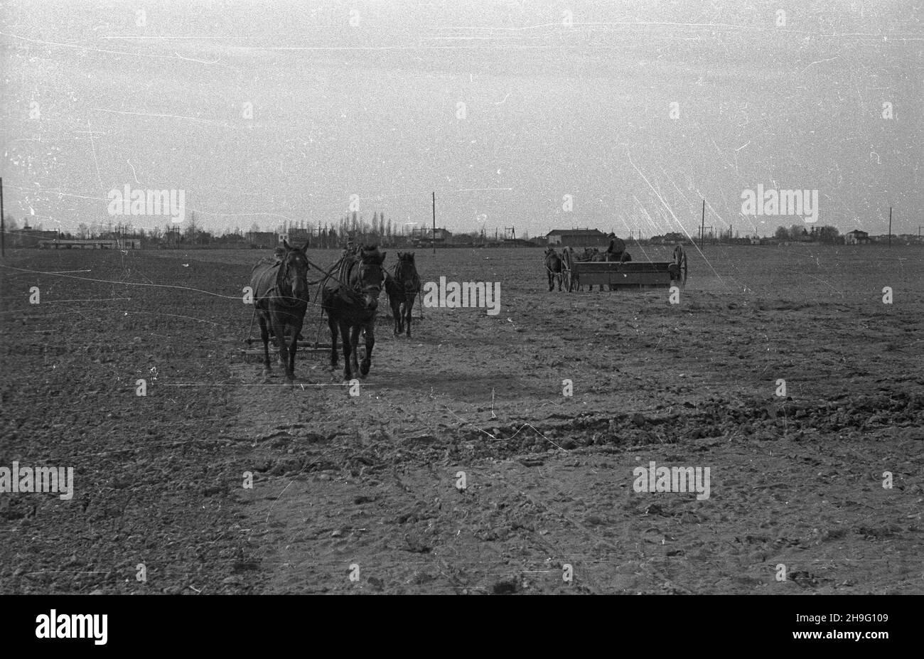 Polska, 1948-04. Wiosenne prace polowe: Bronowanie i sianie. kw PAP Dok³adny dzieñ wydarzenia nieustalony. Polonia, aprile 1948. Lavori primaverili sul campo - erpicatura e semina. kw PAP Foto Stock