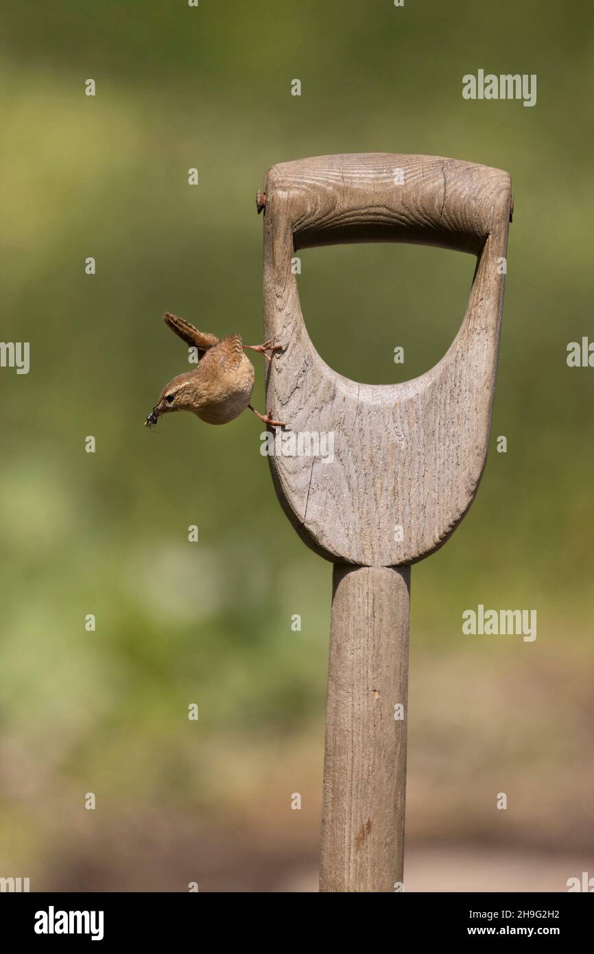 Torchio Eurasiano (troglodytes troglodytes) adulto arroccato su manico di vanga giardino con cibo per insetti per pulcini in becco, Suffolk, Inghilterra, maggio Foto Stock