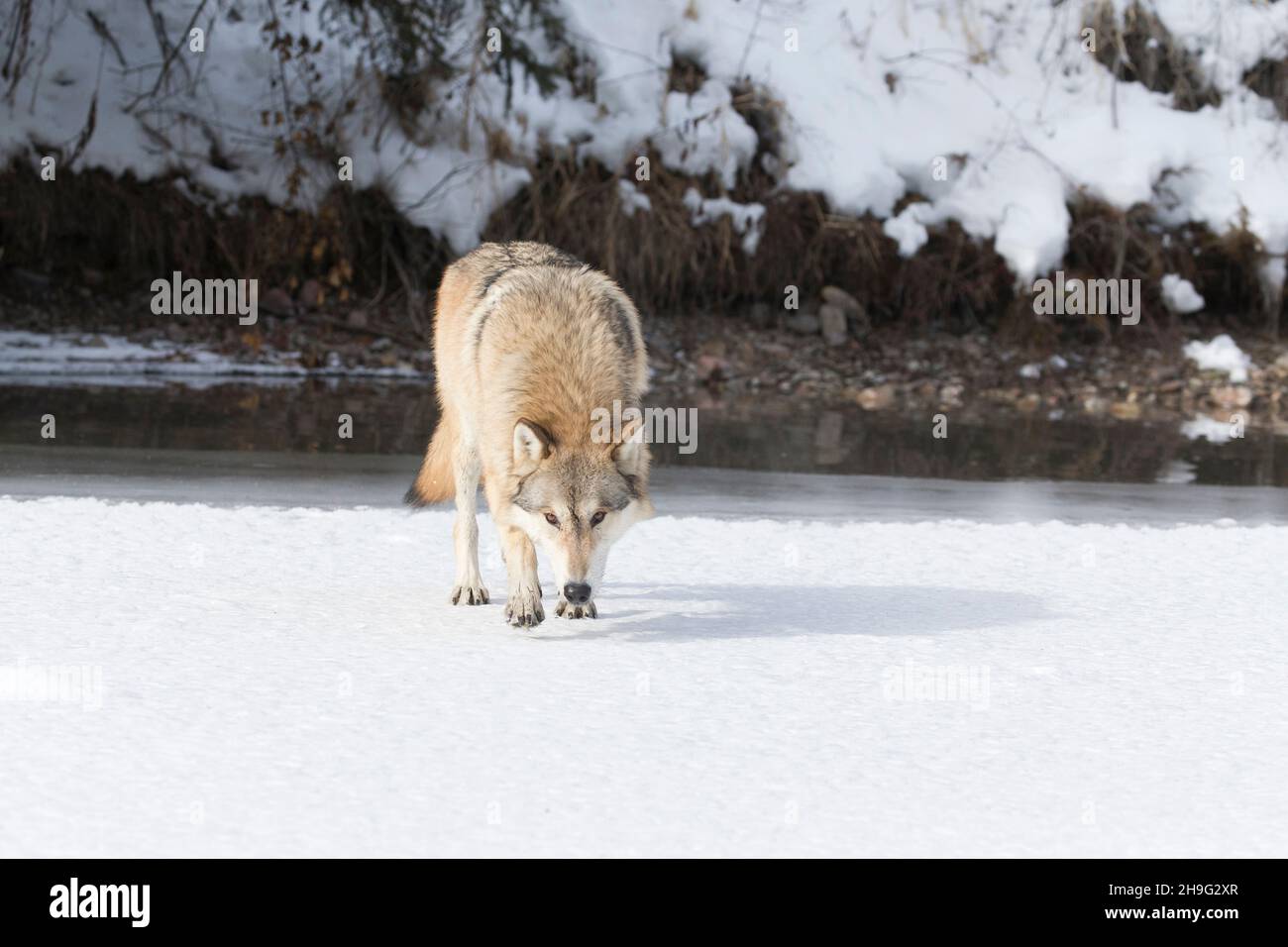 Gray Wolf (Canis lupus) adulto che cammina sul fiume ghiacciato nella neve, Montana, USA, marzo, condizioni controllate Foto Stock