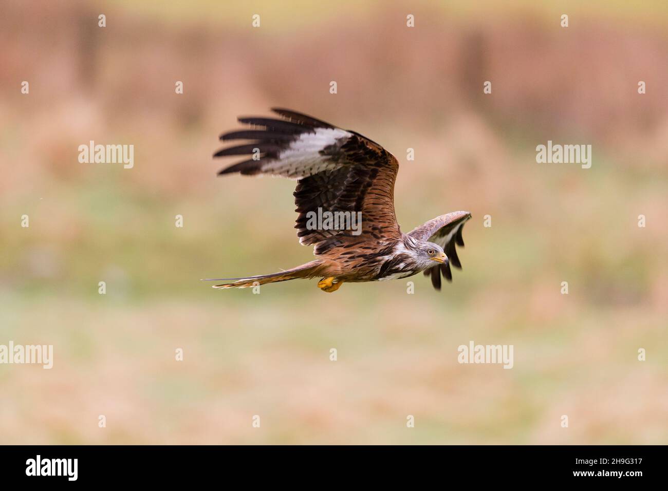 Red Kite (Milvus milvus) volo adulto, Gigrin Farm, Powys, Galles, febbraio Foto Stock