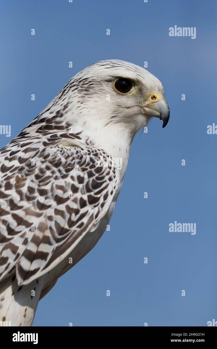 Gyrfalcon (Falco rusticolus) Ritratto per adulti, condizioni controllate Foto Stock