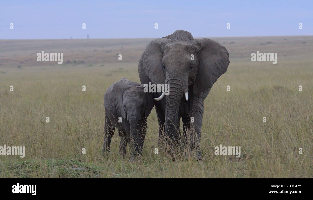 madre elefante africano proteggendo il suo vitello come essi pascolare nella savana selvaggia di masai mara, kenya Foto Stock