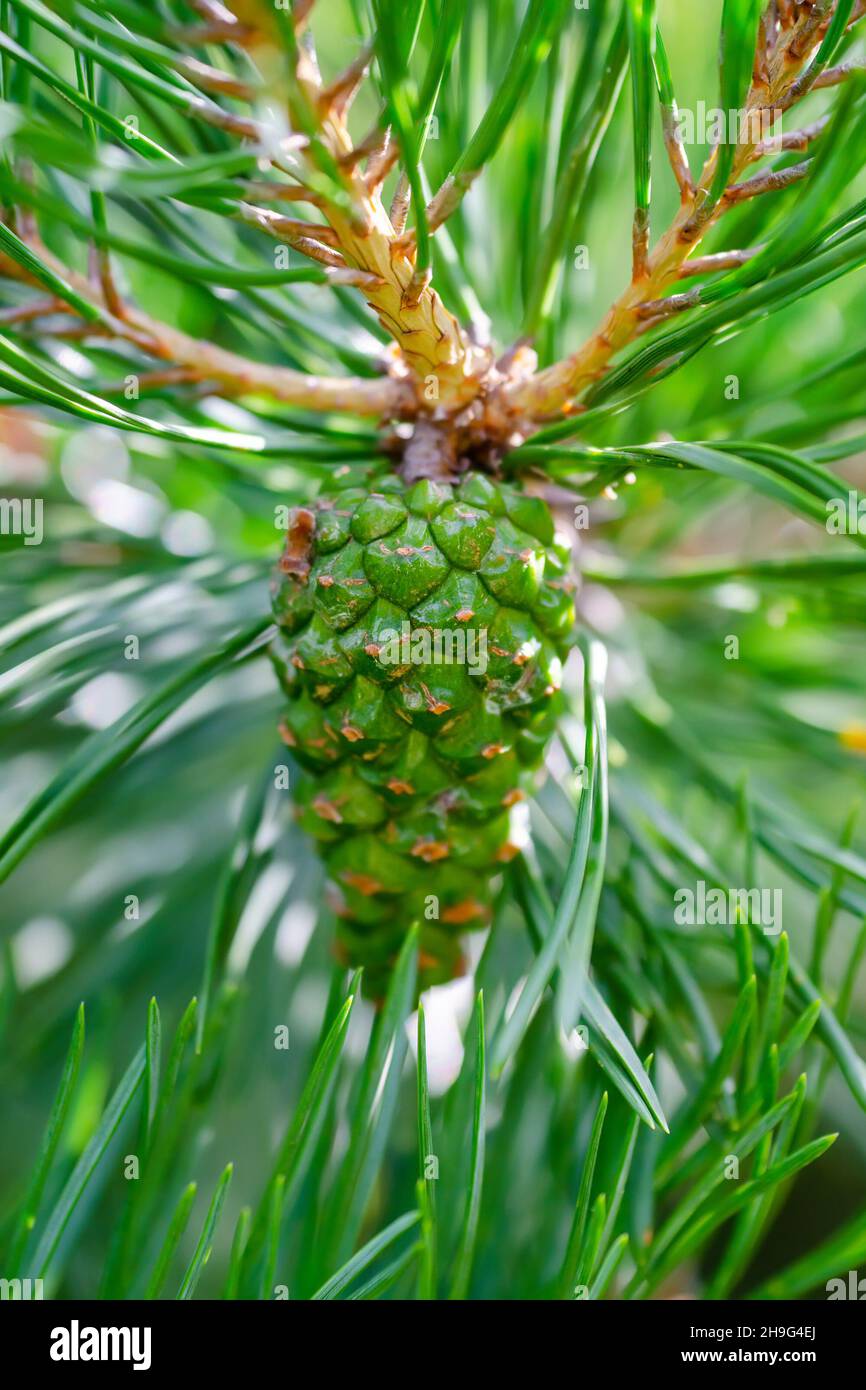 Albero di pino verde Sprout Conifer cono Strobilus Macro Foto Stock