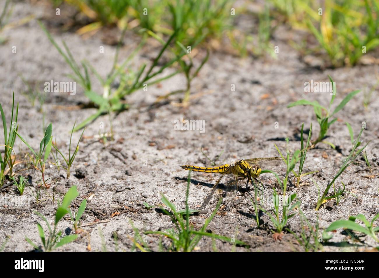 Una libellula colorata su un sentiero sabbioso. Guarda direttamente nella fotocamera, testa dettagliata. Isolato su sfondo naturale. Foto Stock