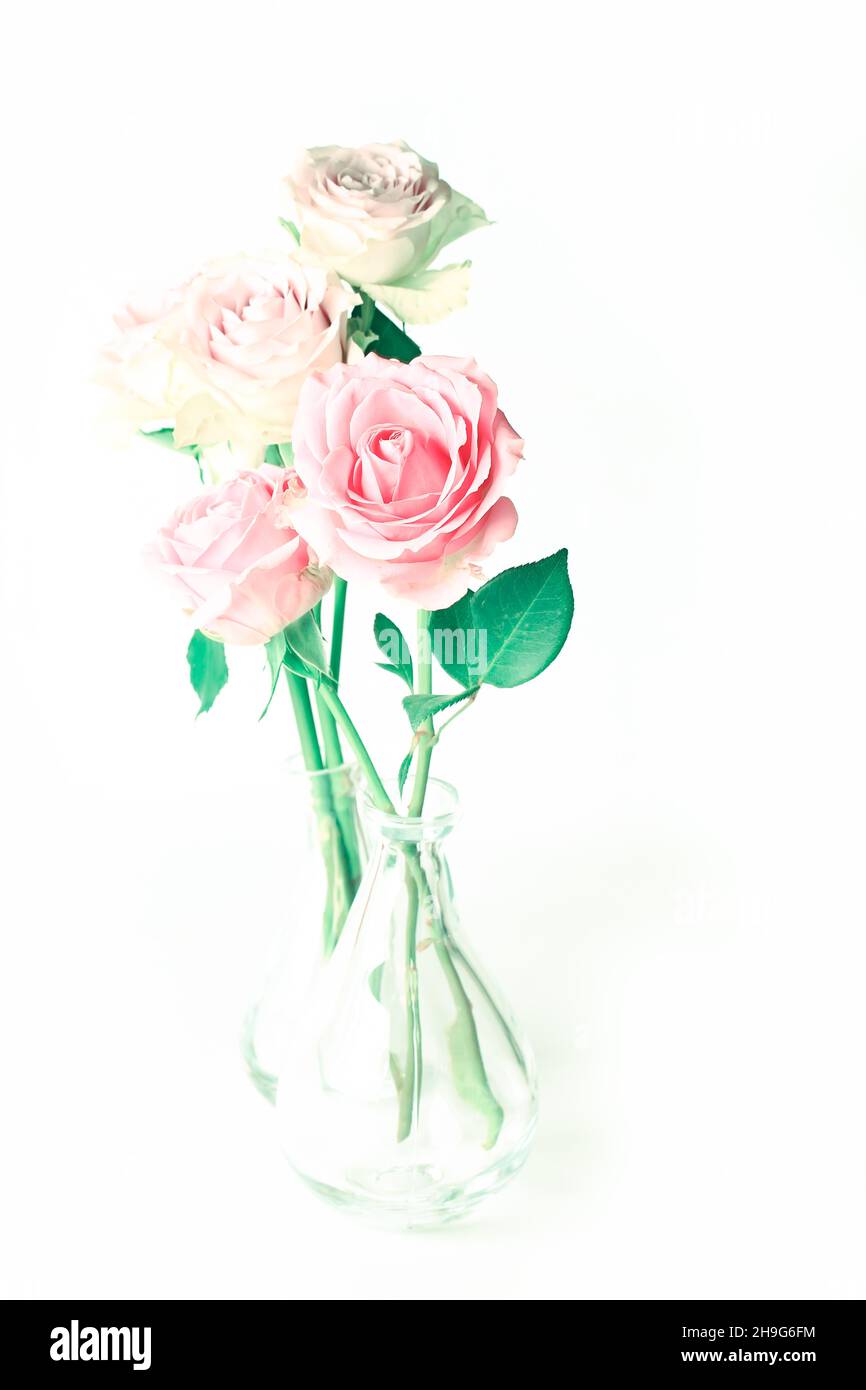 delicate rose pastello su sfondo bianco Foto Stock