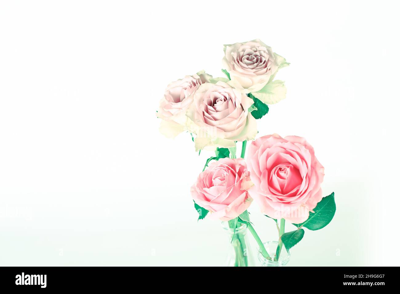 delicate rose pastello su sfondo bianco Foto Stock