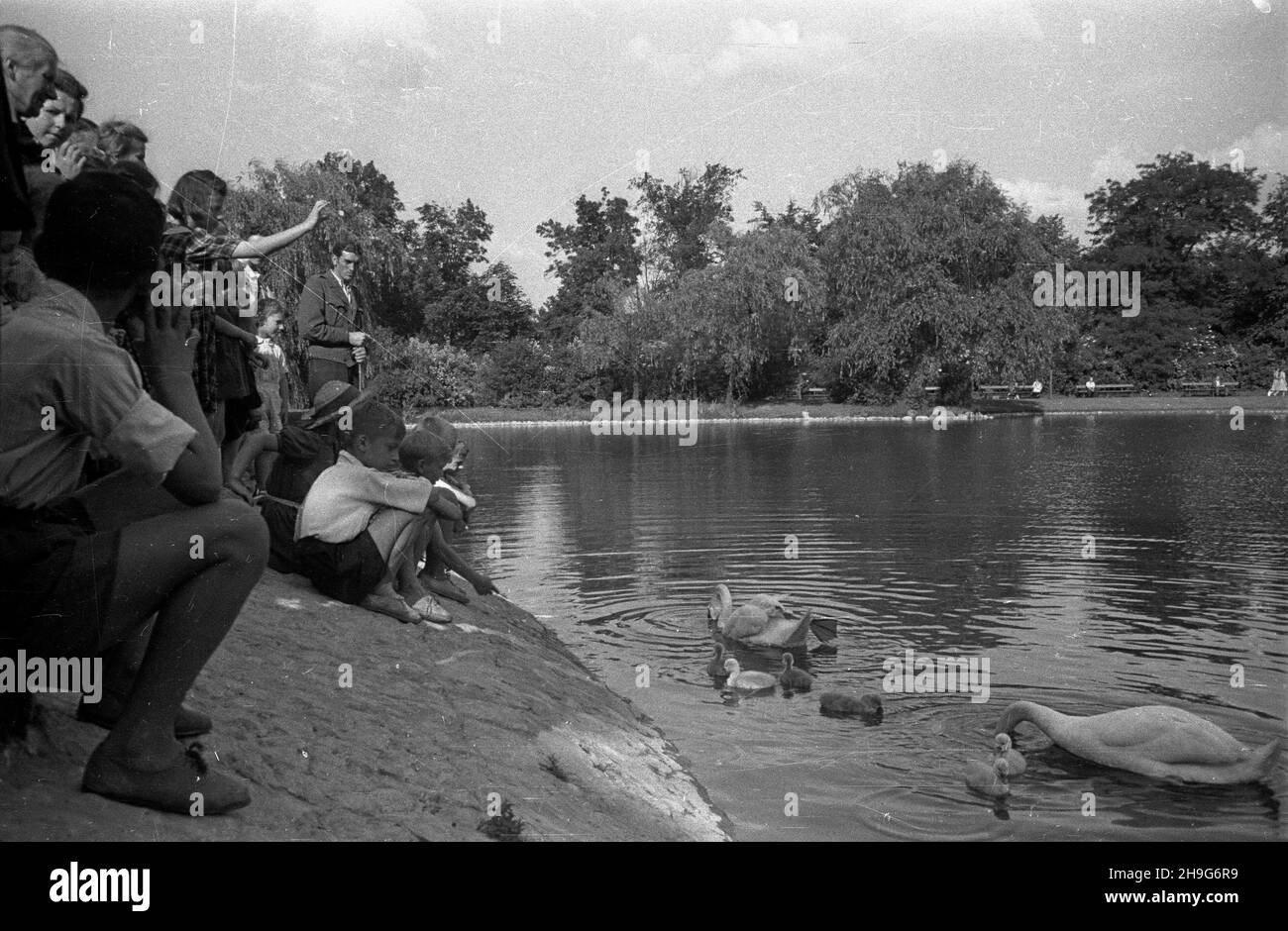 Warszawa, 1948-06. Parco £azienki Pó³nocne (Agrykola) po³o¿ony pomiêdzy zamkiem Ujazdowskim a Kana³em Piaseczyñskim. NZ. ³abêdzie z m³odymi. Come PAP Dok³adny dzieñ wydarzenia nieustalony. Varsavia, giugno 1948. Il Parco Lazienki Nord (Agrykola) tra il Castello di Ujazdowski e il canale di Piaseczynski. Nella foto: Cigni con i loro giovani. Come PAP Foto Stock