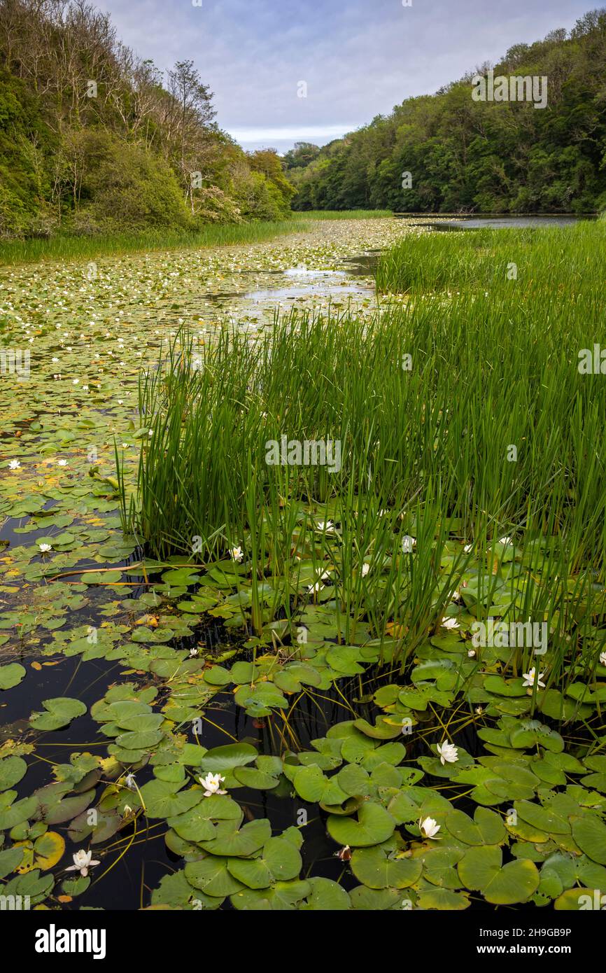 Regno Unito, Galles, Pembrokeshire, Bosherston, Lily Ponds, Sul vecchio Stackpole Court Estate Foto Stock