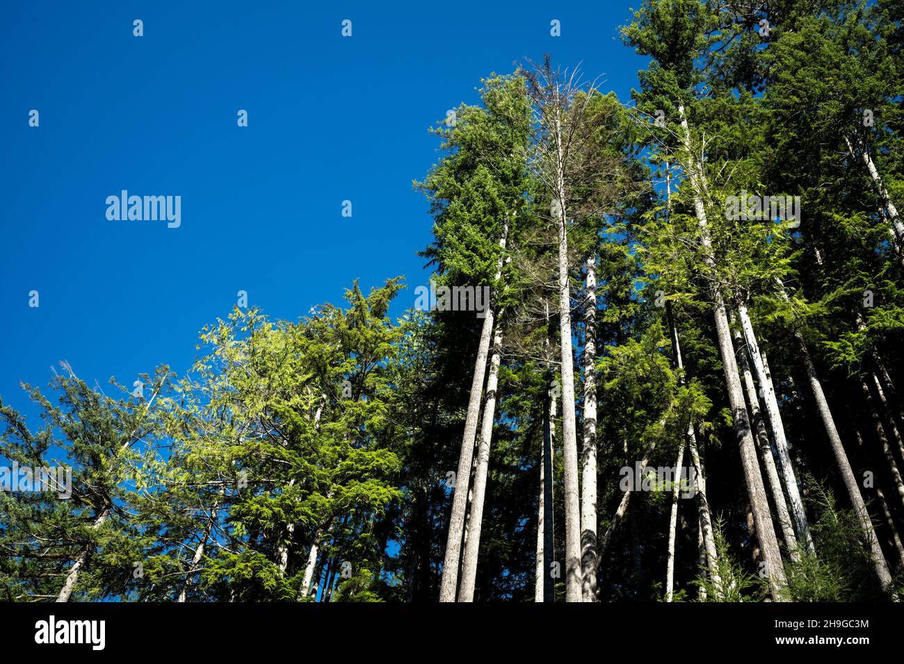 Splendida vista sulla foresta di Edinburgh Mountain, Port Renfrew, Vancouver Island, BC Canada Foto Stock