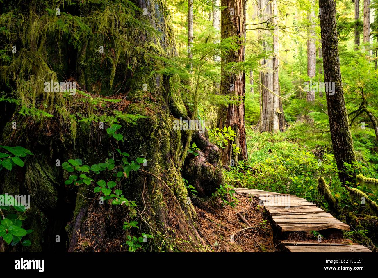 Splendida vista su antichi cedri rossi occidentali a Eden Grove, Port Renfrew, British Columbia Foto Stock