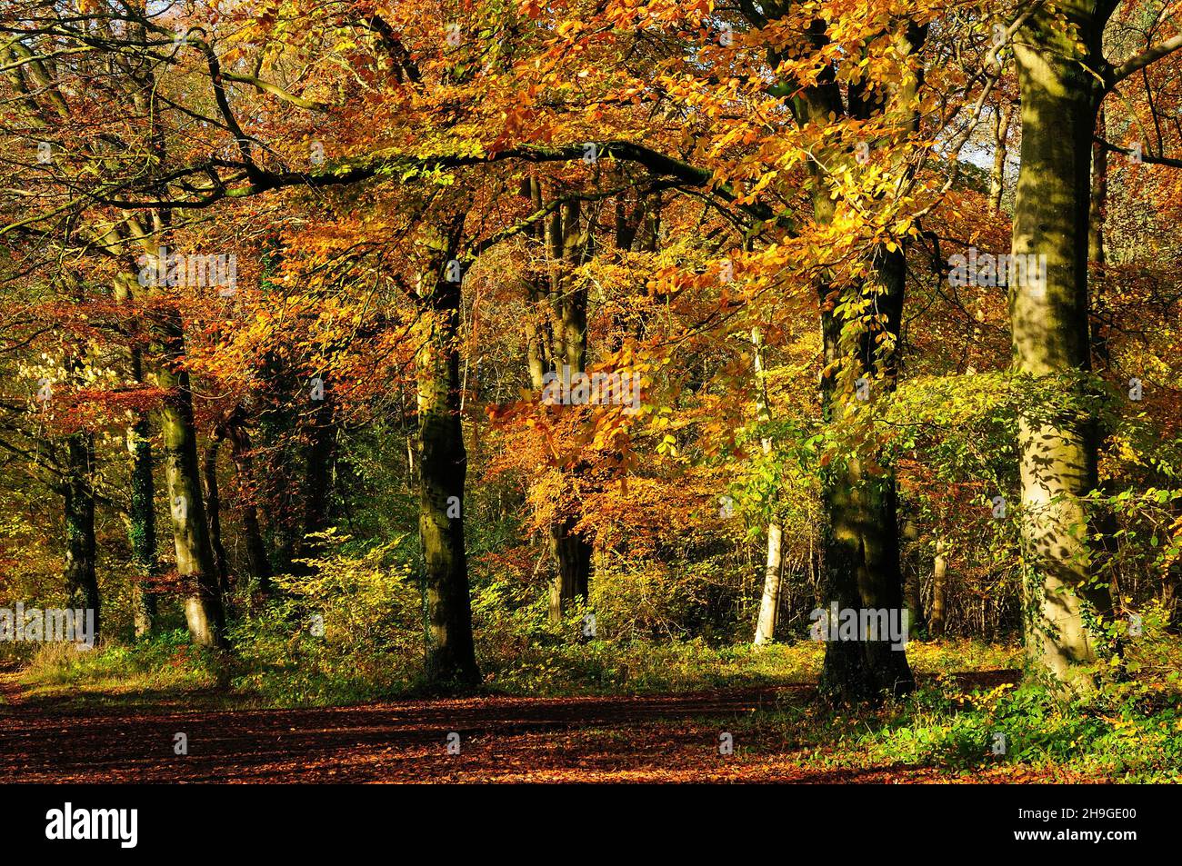 Growely Wood, Wiltshire in autunno Foto Stock
