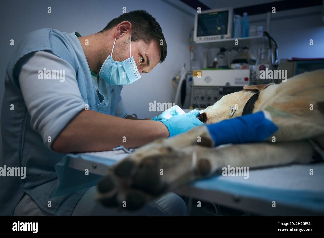 Veterinario durante la chirurgia del cane. Vecchio labrador ritrovato in ospedale animale. Foto Stock