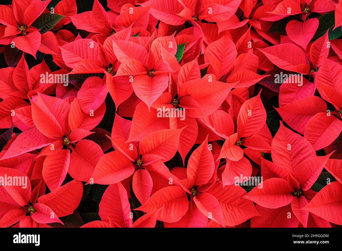 sfondo rosso euphorbia, chiamato anche stella di Natale o poinsettia - adatto per cartoline o qualsiasi tipo di comunicazione web Foto Stock