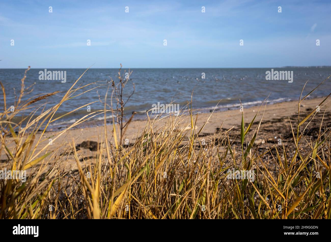 Spiaggia e sentiero costiero della Saxon Shore Way vicino a Seasalter nel Kent UK Foto Stock