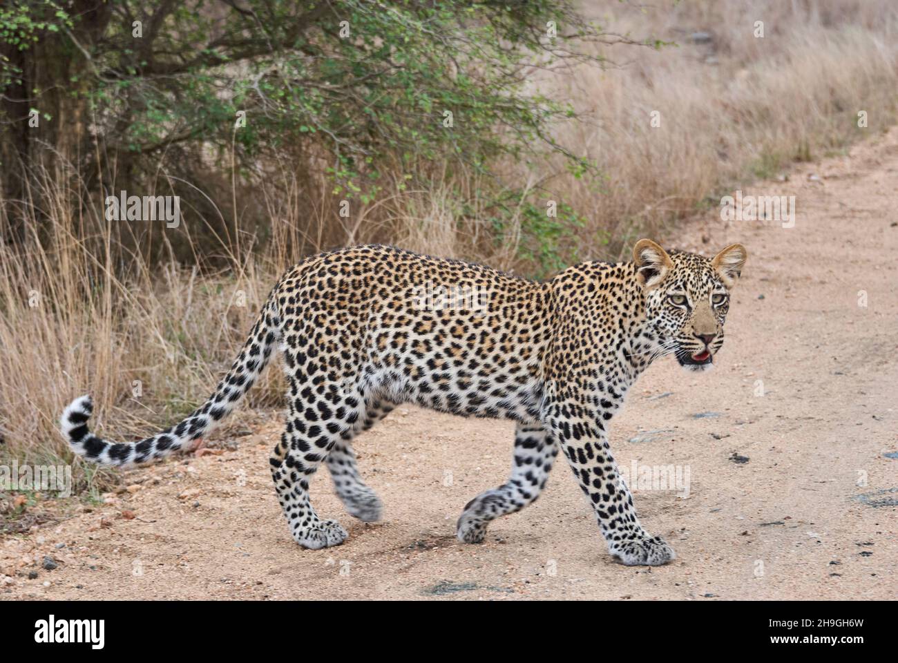 leopardo, Panthera pardus, un grande predatore e gatto selvatico africano che si stucco attraverso l'erba alta, essendo perfettamente mimetato Foto Stock