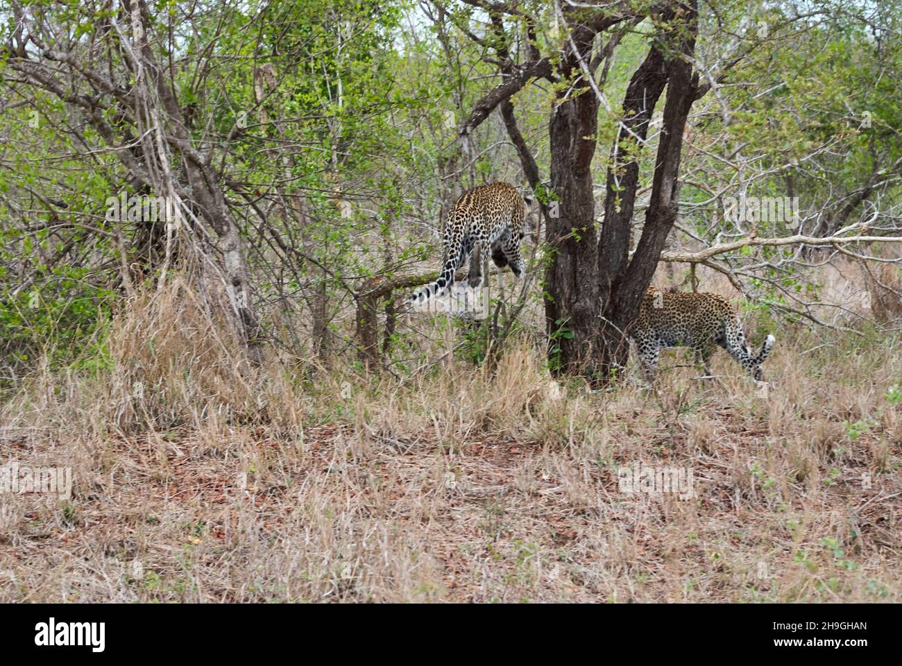 leopardo, Panthera pardus, un grande predatore e gatto selvatico africano che si stucco attraverso l'erba alta, essendo perfettamente mimetato Foto Stock