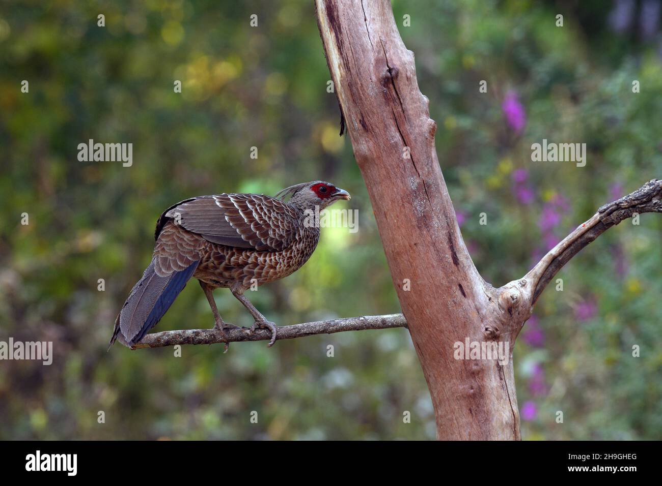 Kalij Fesante femmina, Lophura leucomelanos, Sattal Uttarakhand, India Foto Stock