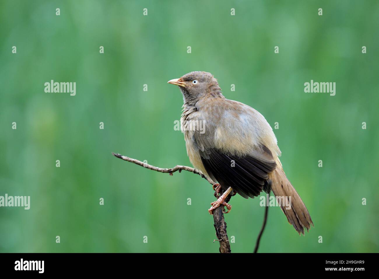 Jungle Babbler, Argya striata, Kolhapur, Maharashtra, India Foto Stock