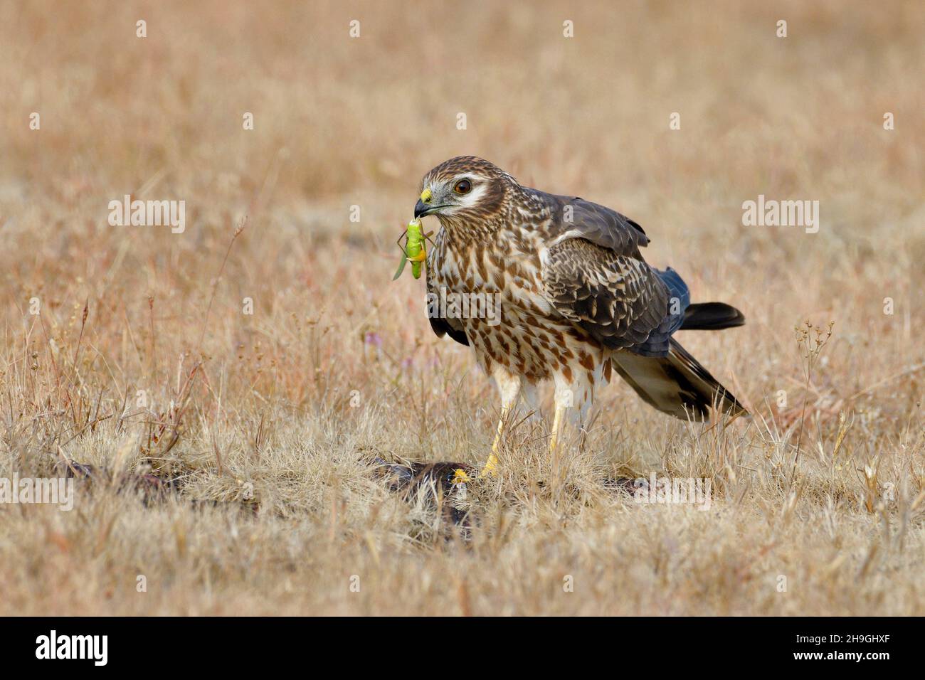 Harrier Female di Montagu con kill Grasshopper, Circus pygargus, Kolhapur, Maharashtra, India Foto Stock