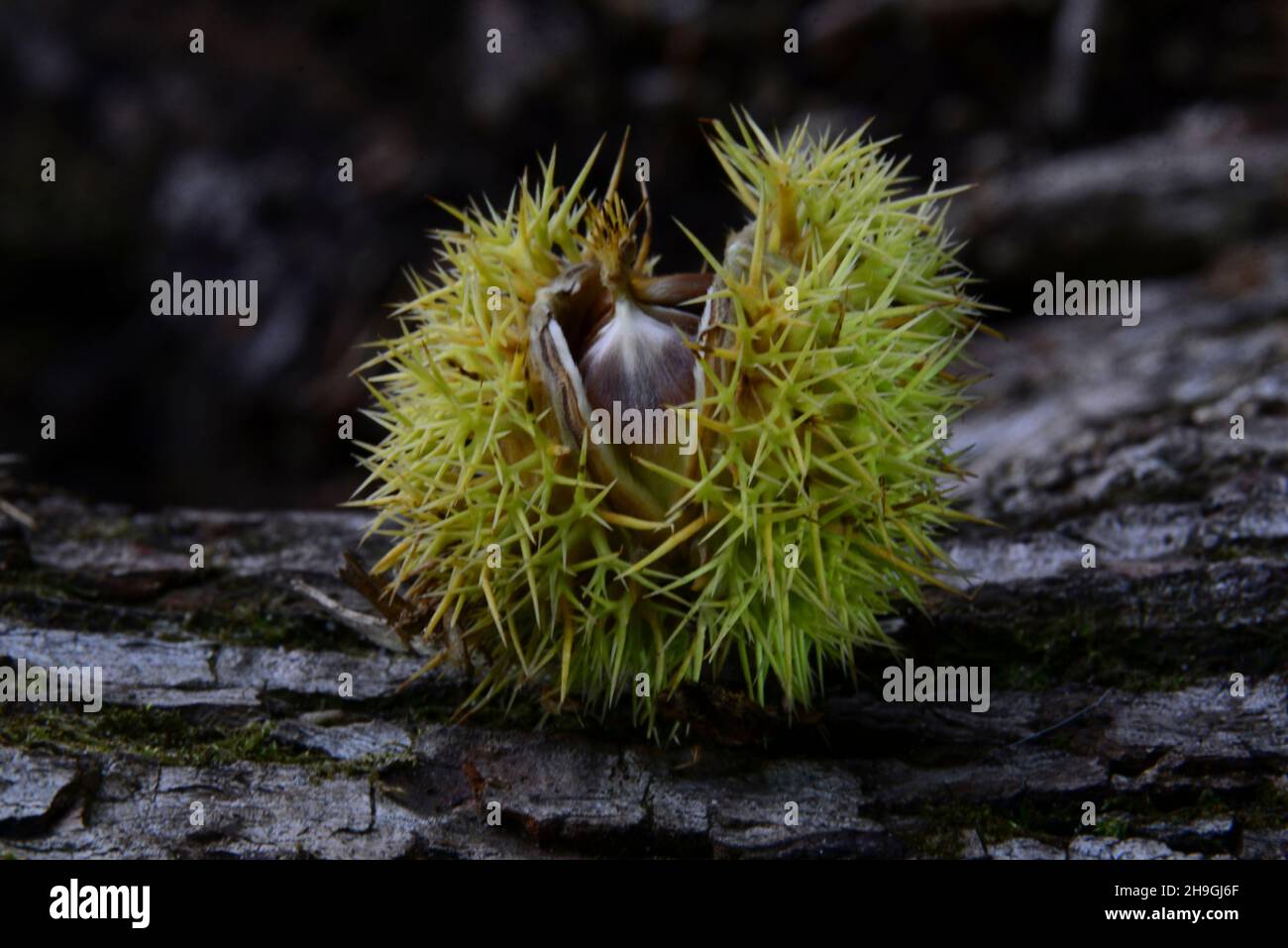 Castagne dolci mature e cadute. Foto Stock